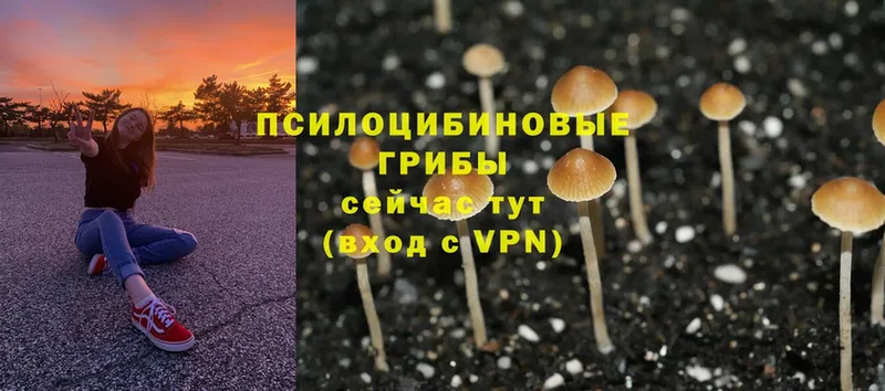 Галлюциногенные грибы Magic Shrooms  OMG маркетплейс  Вязьма  наркотики 